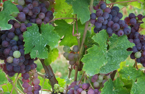 Purple grapes clustered on a vine with green leaves.