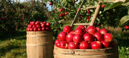 Two large brown barrels full of red apples next to orchard trees full of apples