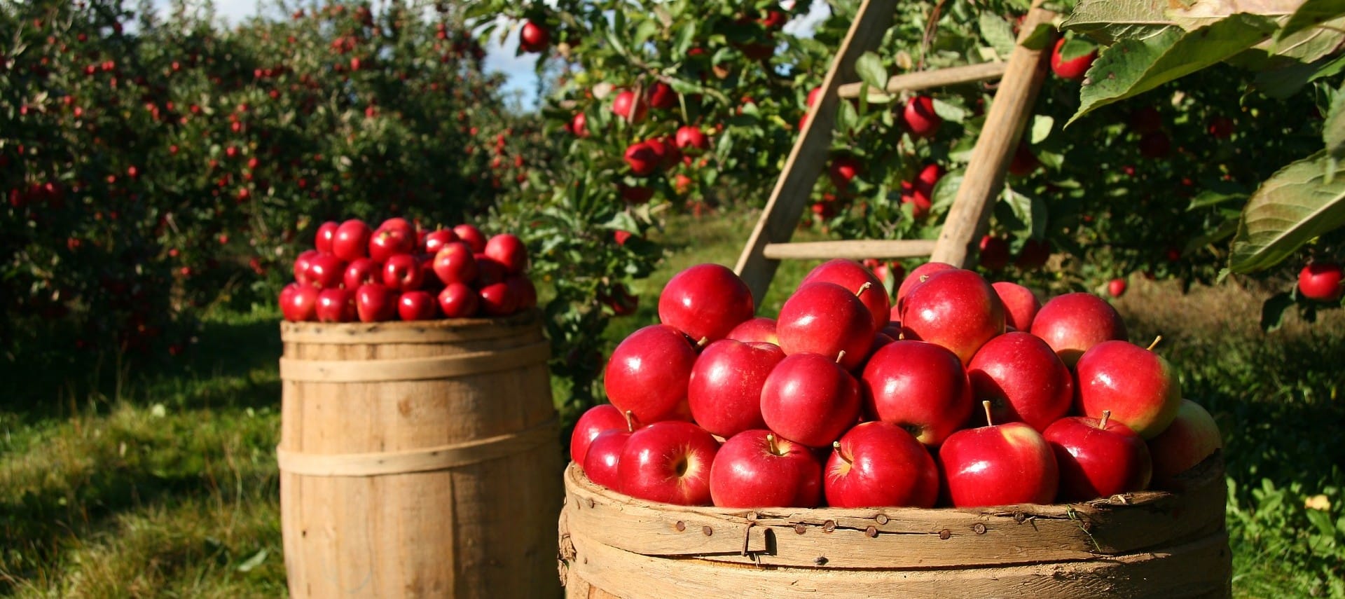 Two large brown barrels full of red apples next to orchard trees full of apples