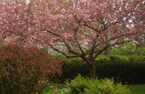 Apple tree covered in pink blossoms in a agrden with red tulips and white flowers.