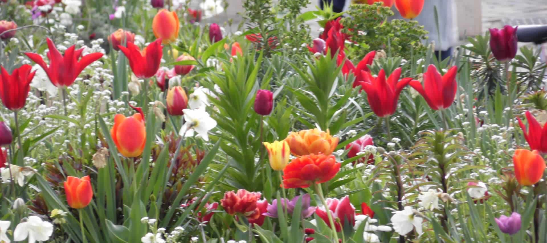 Masses of colorful red and orange flowers in a garden.