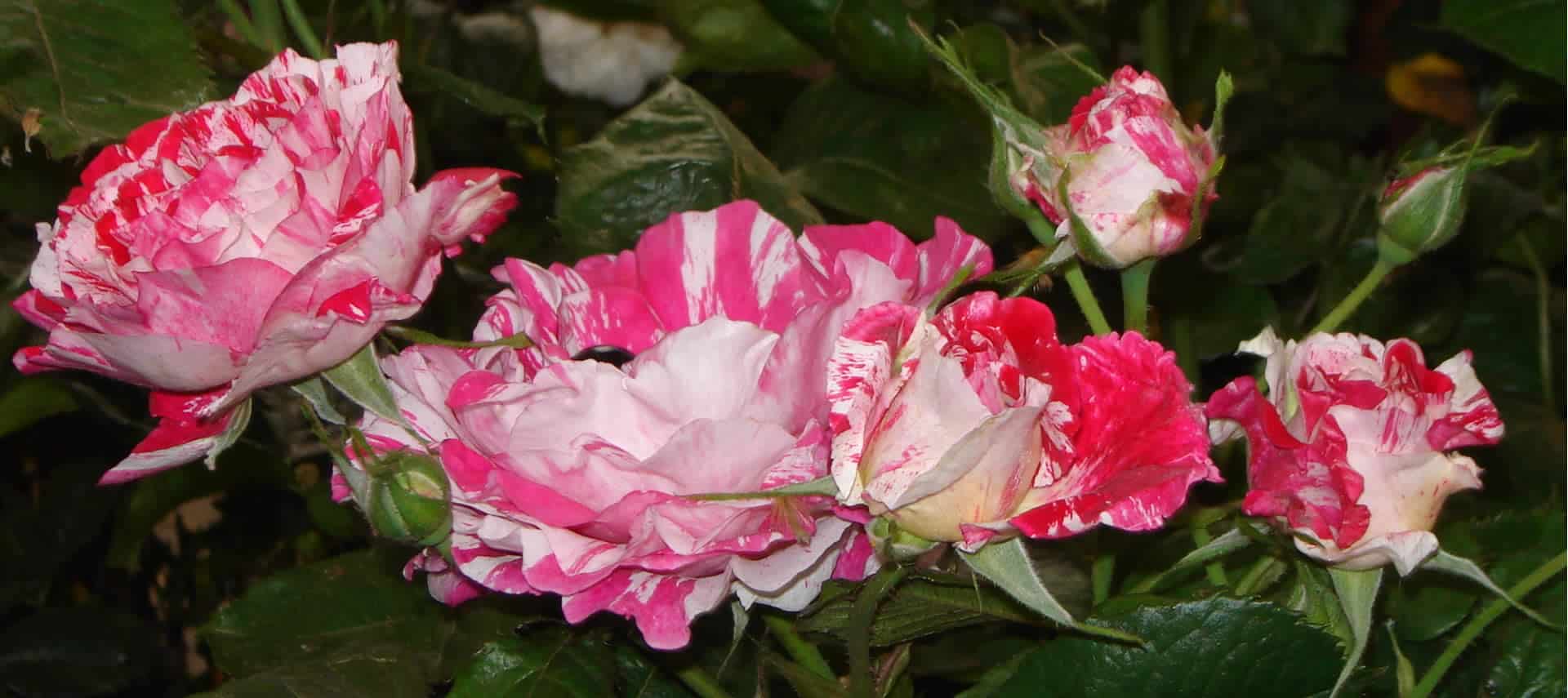 Beautiful pink and white striped roses surrounded by green leaves.