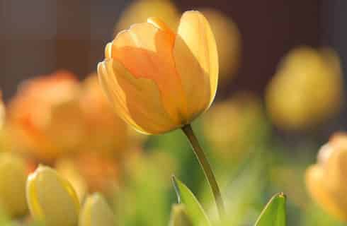 Detail of a yellow tulip with more yellow tulips in background.