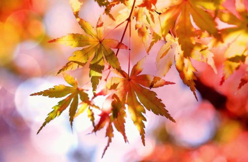 Beautiful yellow and orange fall leaves hang from the trees.